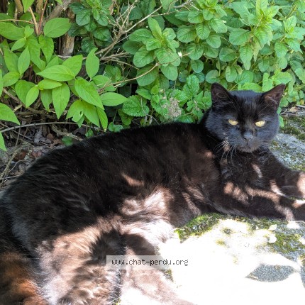 Photo of a cat found in Tarcenay