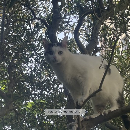 Photo of a cat found in Romainville