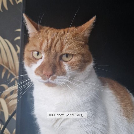 Photo of a cat found in Asnieres Sur Seine