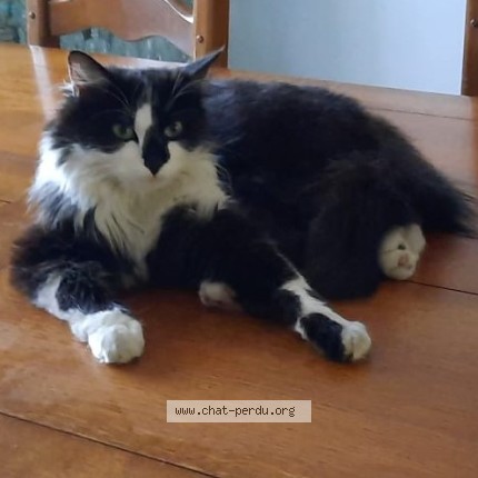Photo of a cat found in Ronchin