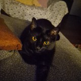 Cas