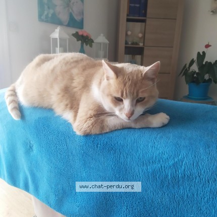 Photo of a cat found in Medis