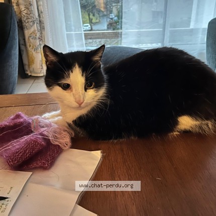Photo of a cat found in Eybens