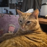 Oliver