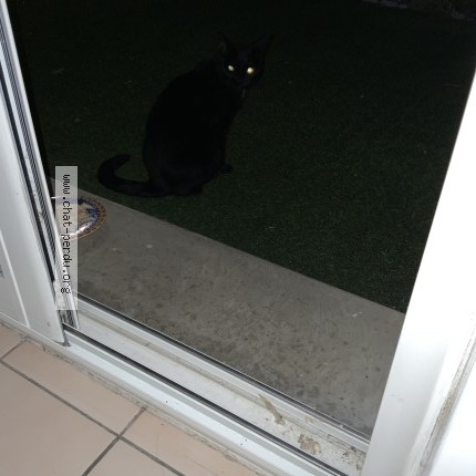 Photo of a cat found in Bordeaux