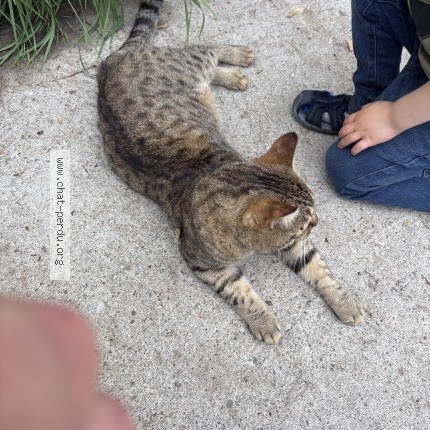 Photo 1/1 Found cat Found in Ahuntsic