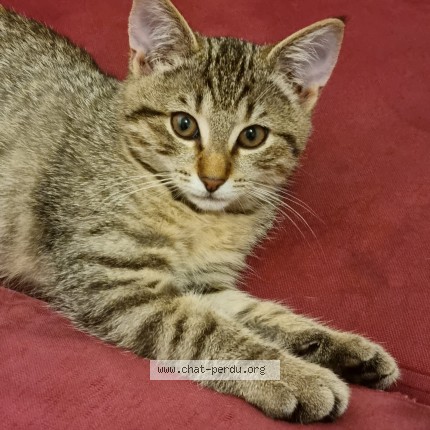 Foto 1/1 Wiedergefundene Katze Verloren in Lausanne 26