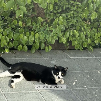 Foto 1/1 Oréo Kat vermist in Bousval