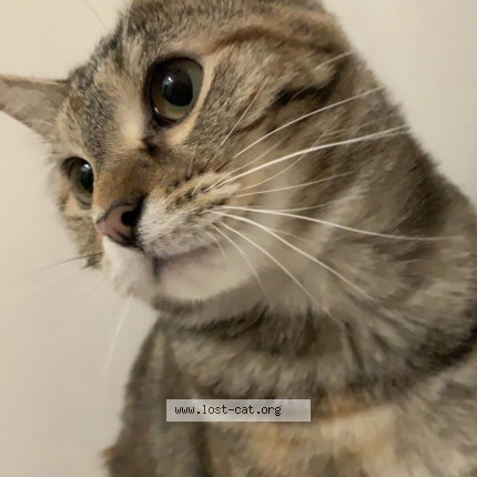 Photo 1/1 piggy Cat lost in Browns Summit