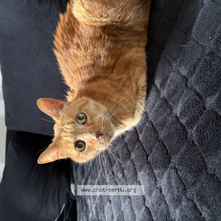Photo of a cat found in Cournon D Auvergne