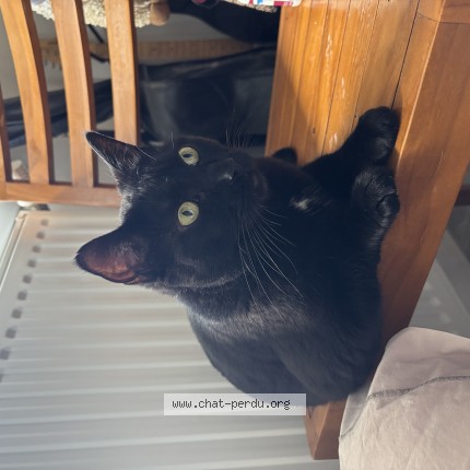 Photo of a cat found in Balma