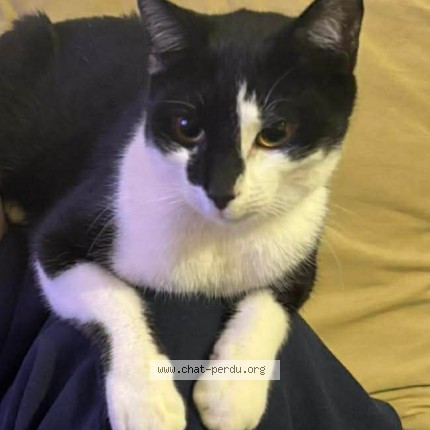 Photo of a cat found in Douarnenez