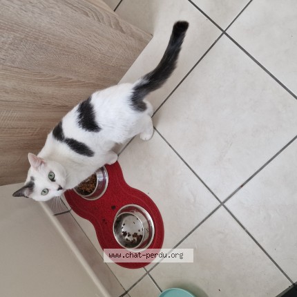 Photo of a cat found in Sainte Luce Sur Loire