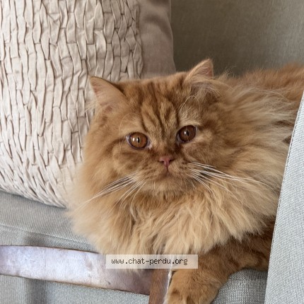Foto di gatto smarrito a Lonay