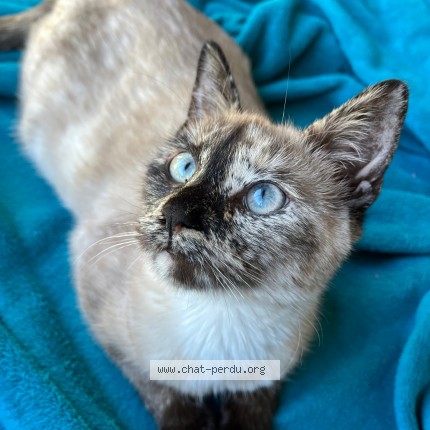 Photo of a cat found in Ancenis Saint Gereon