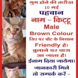 kittu