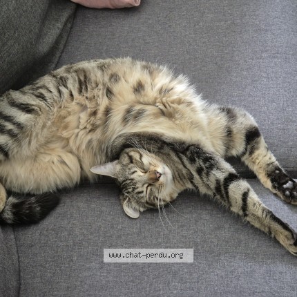 Foto di gatto smarrito a St Maurice