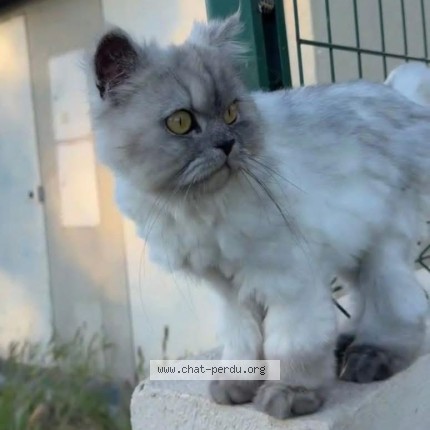 Photo of a cat found in Antibes