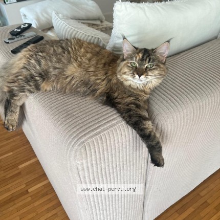 Foto einer verlorenen Katze in Neuchatel