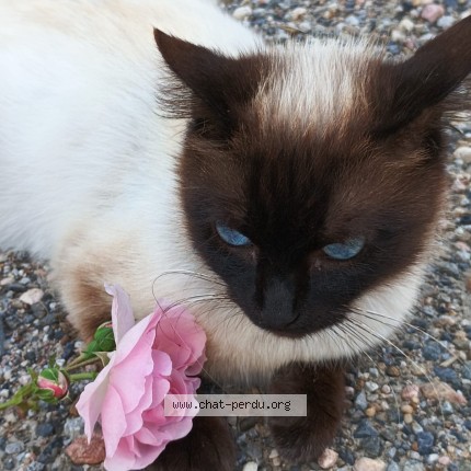 Photo of a cat found in Mirande