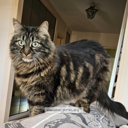 Photo of a cat found in Fourqueux