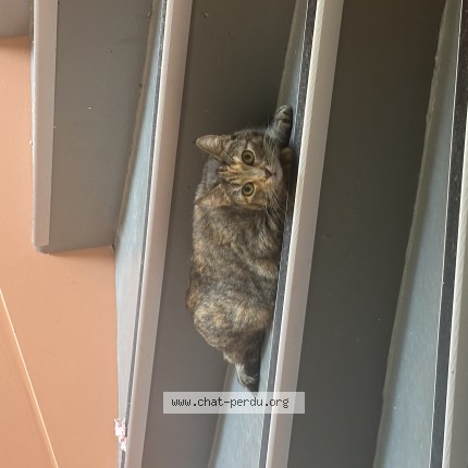 Photo of a cat found in Poitiers