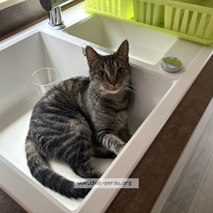 Foto 1/1 Kat teruggevonden Vermist in Soumagne