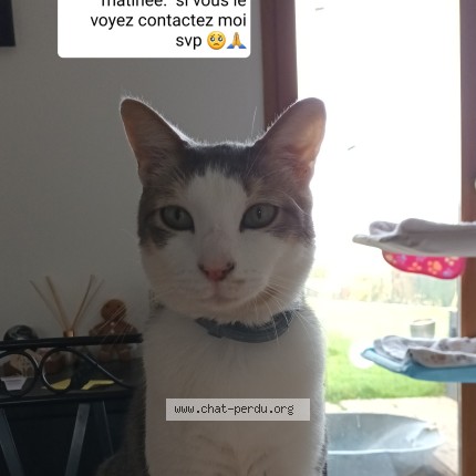 Photo of a cat found in Bavincourt
