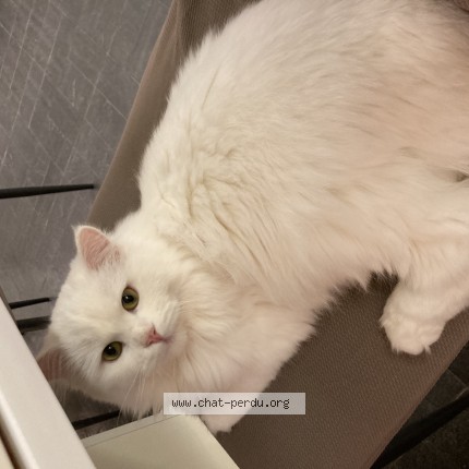 Photo of a cat found in Talmont Saint Hilaire