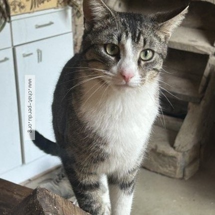 Photo of a cat found in Ozenay
