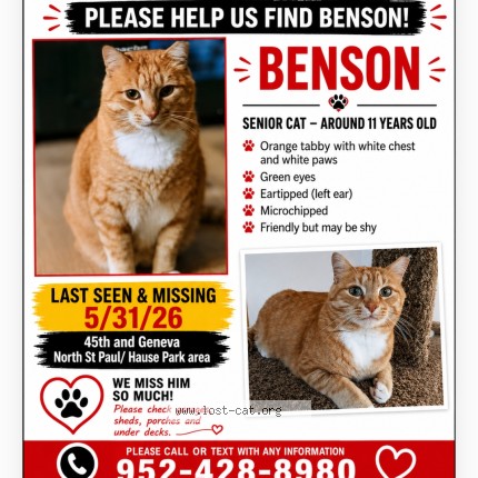 Photo 2/2 Benson Cat lost in North St Paul