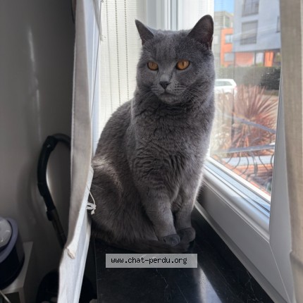 Foto 1/1 Niki Kat vermist in Uccle