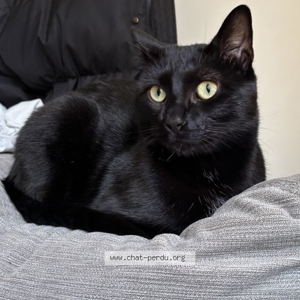Photo of a cat found in Maison Alfort