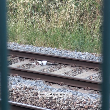 Picture of cat found at Deuil La Barre