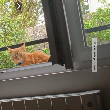 Photo of a cat found in Brest
