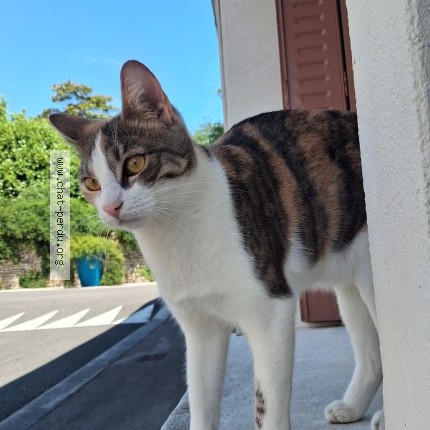 Photo of a cat found in Saint Vit