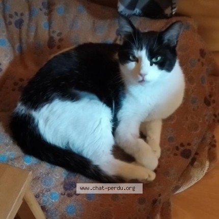 Photo of a cat found in Orleans