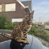 indi