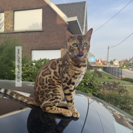 Foto van vermiste kat in Brussegem