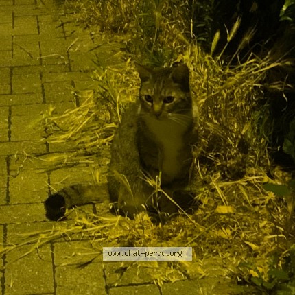 Photo of a cat found in Lille
