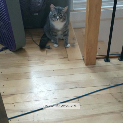 Photo 1/1 Manson Cat lost in Quebec