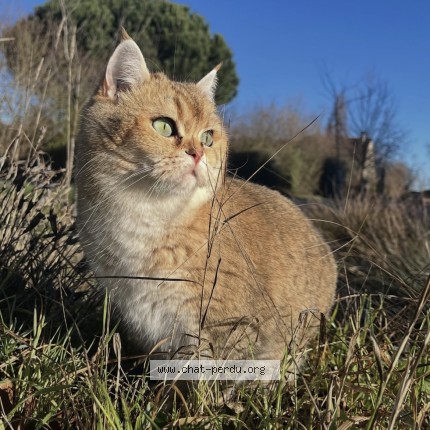 Photo of a cat found in Saint Lambert La Potherie