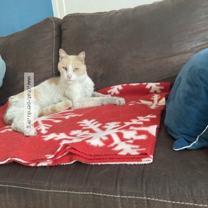 Photo of a cat found in Cournonterral