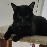 Panther