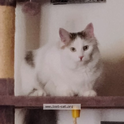 Photo 1/1 Poco Cat lost in Valley Springs