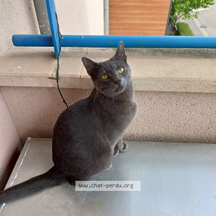 Photo of a cat found in Rodange Petange