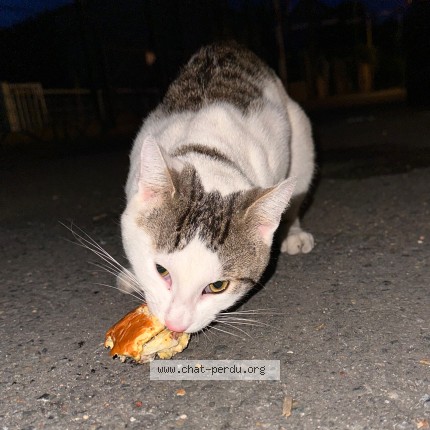 Photo of a cat found in Houilles