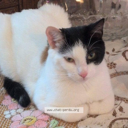 Photo 1/1 Reunited cat Lost in L Ancienne Lorette