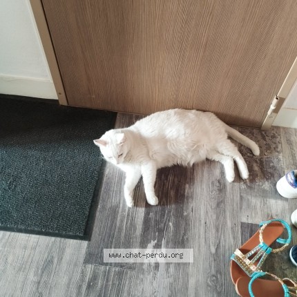 Photo of a cat found in Troyes