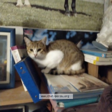 Photo of a cat found in Montendre